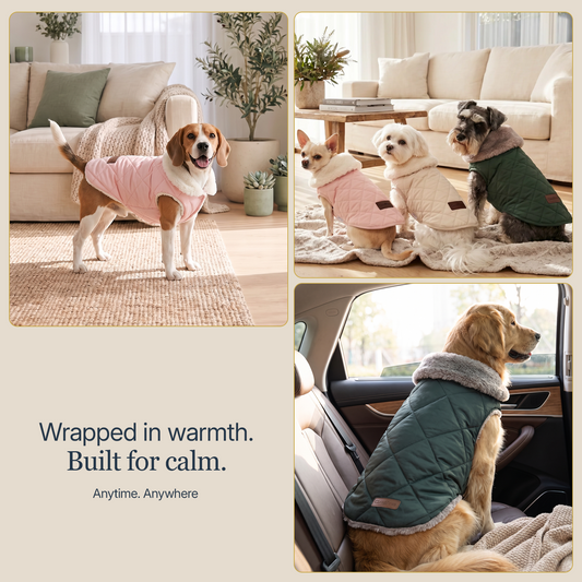 Dog with coat