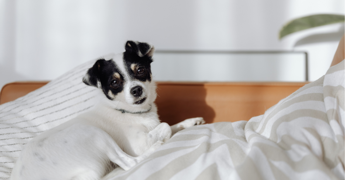 7 Benefits of Using Dog Stairs in Your Home