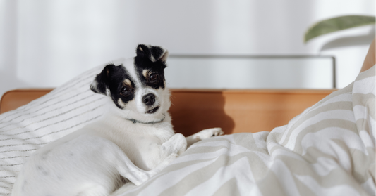 7 Benefits of Using Dog Stairs in Your Home