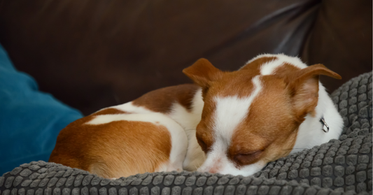 7 Signs Your Dog Needs a Better Bed
