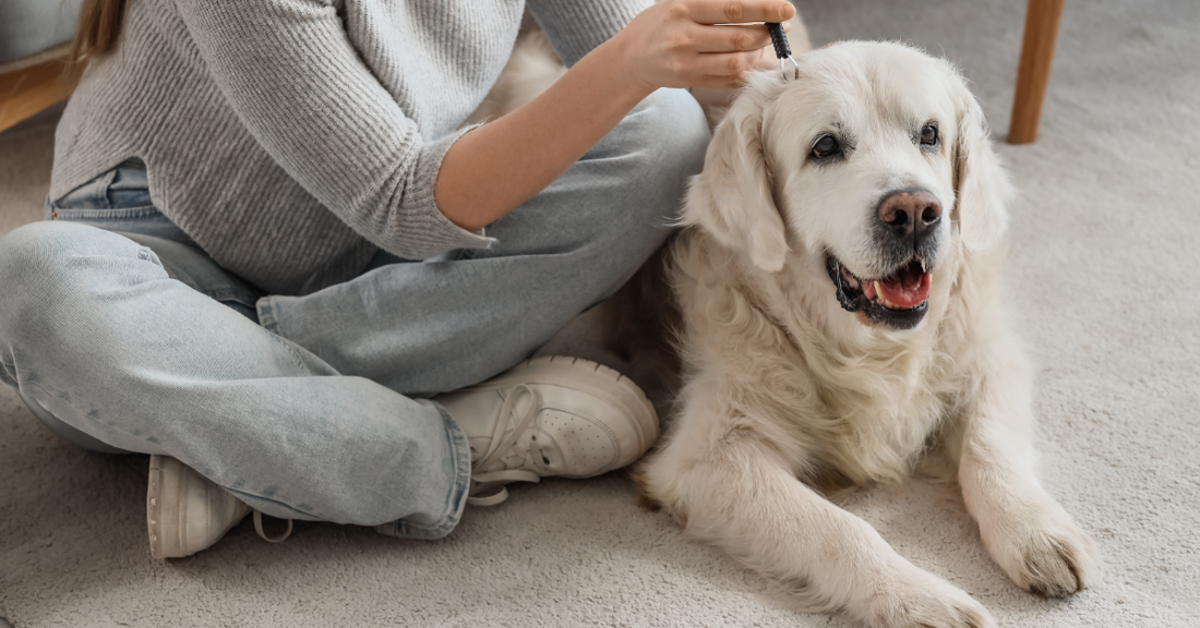 Australian Ticks: Bush Ticks, Paralysis Ticks & Tick Bite Risks for Humans and Dogs