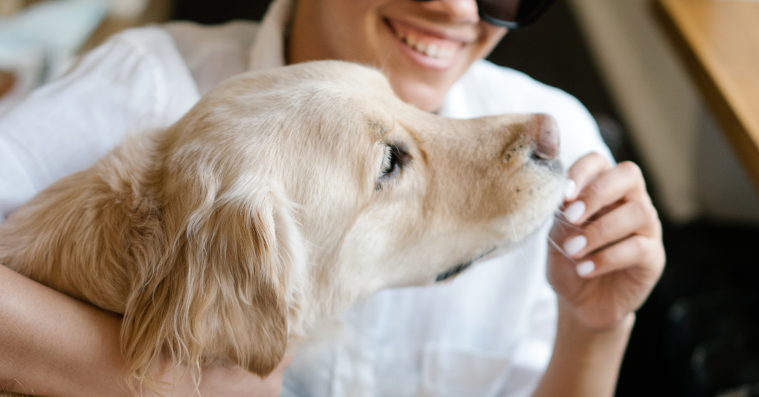 Buying a Dog in Australia: A Complete Guide for New Owners