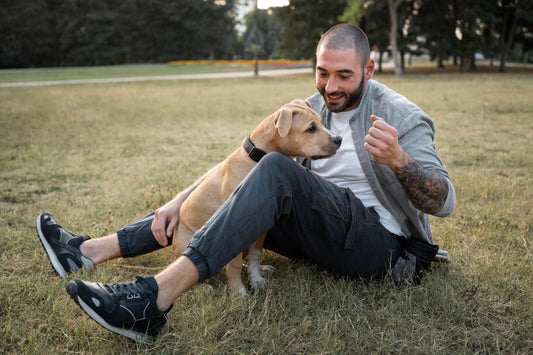 Dog Breed Great Dane: Complete Guide to the Gentle Giant