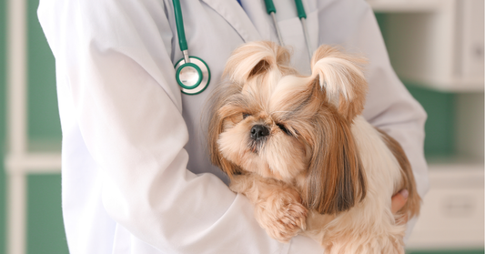Do Dogs Really Need Stairs? What Veterinarians Recommend in 2026