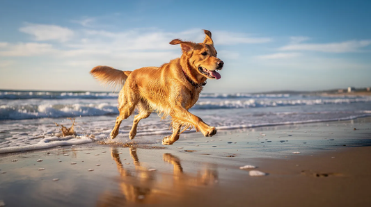 Dog Beaches on the Gold Coast: Complete 2026 Guide