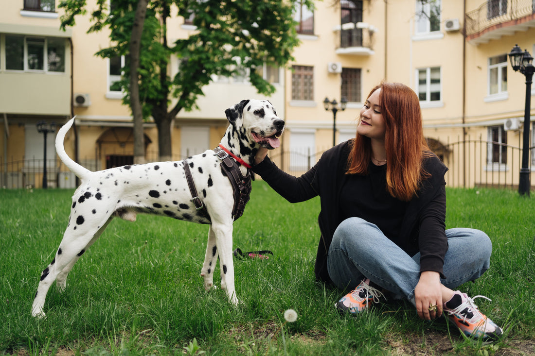 Dog Breed Great Dane