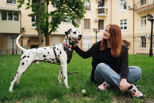Dog Breed Great Dane