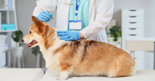 Dog Diseases in Australia: Guide to Common Dog Infections, Viruses and Prevention
