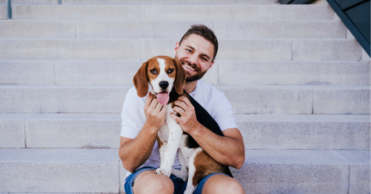 How to Train Your Dog to Use Stairs Safely