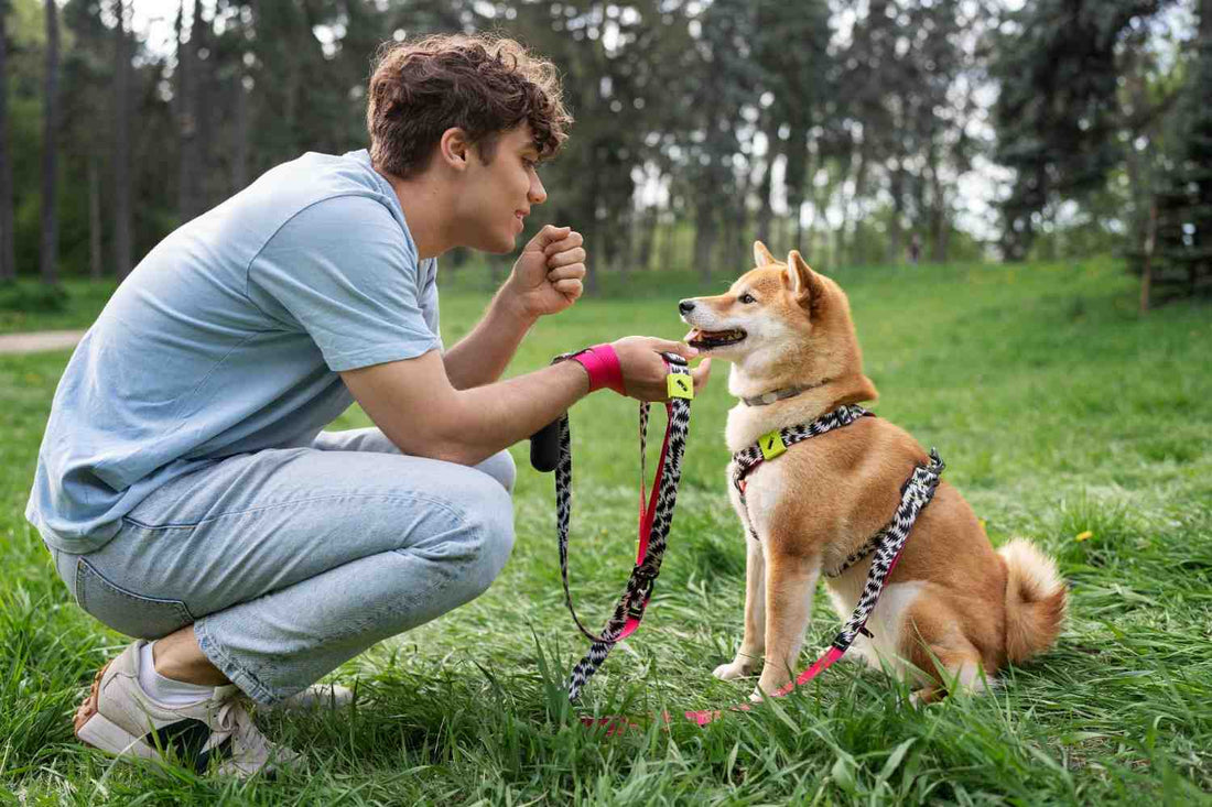 How to Use a Dog Harness (Step-by-Step for Puppies and Adult Dogs)