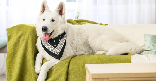 How to Wash Dog Bedding (Step-by-Step Guide for Cleaner, Fresher Pet Beds)