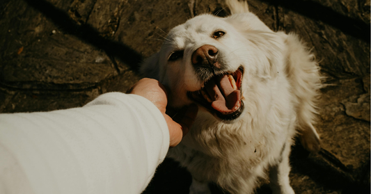 Mt Barker Pet Shop & Pet Care Guide for Mount Barker SA