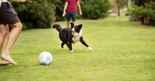 The 12 Most Recommended Dog Toys for 2026 (Real Picks That Keep Dogs Busy for Hours)