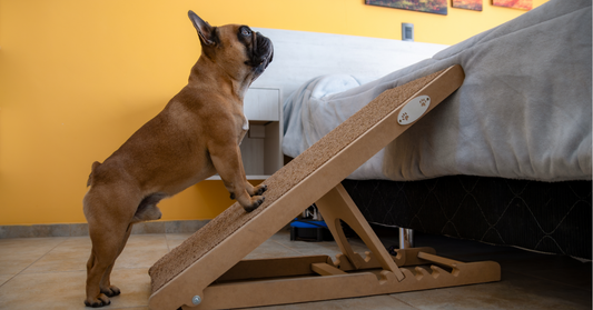 The Complete Guide to Choosing the Right Dog Stairs