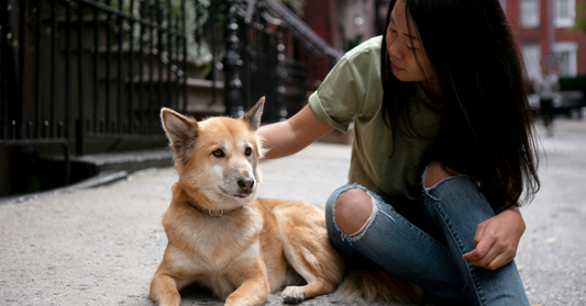 The Lost Dogs Home: Guide to Services, Locations & Adoption in Melbourne and Sydney