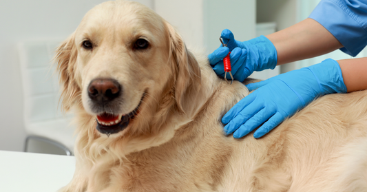 Ticks Green: Identification Guide to Brown Ticks on Dogs, Tick Species and Symptoms