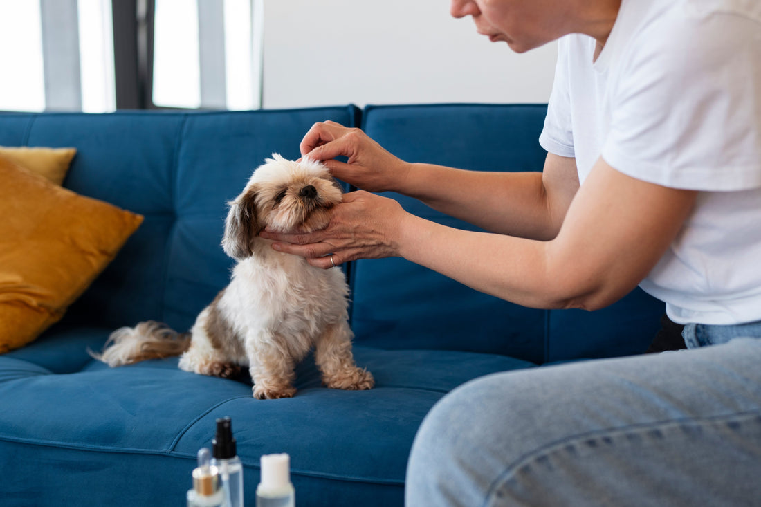 Your Complete Guide To Learning To Wash Dog Ears Safely at Home
