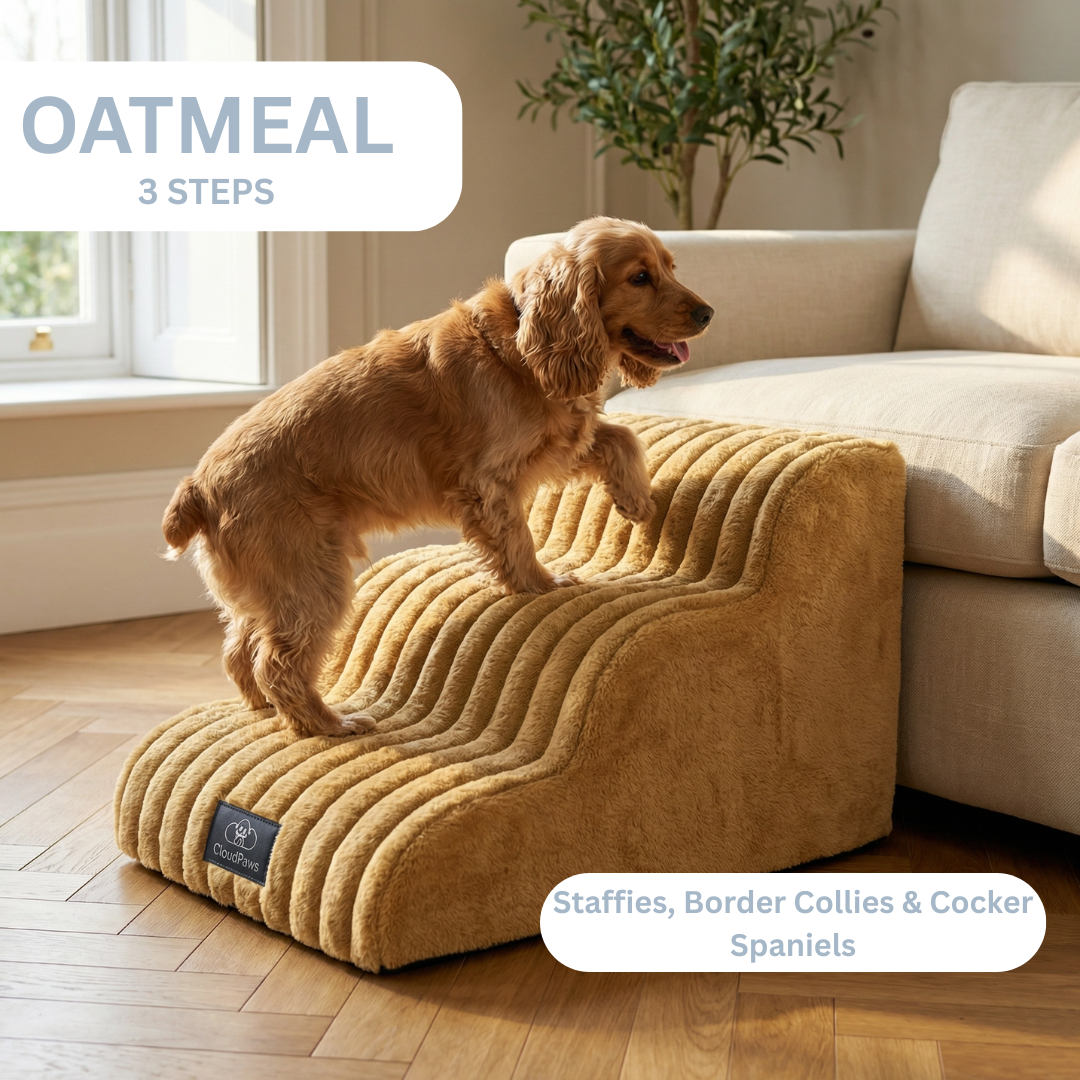 Dog using a brown pet ramp in a living room setting