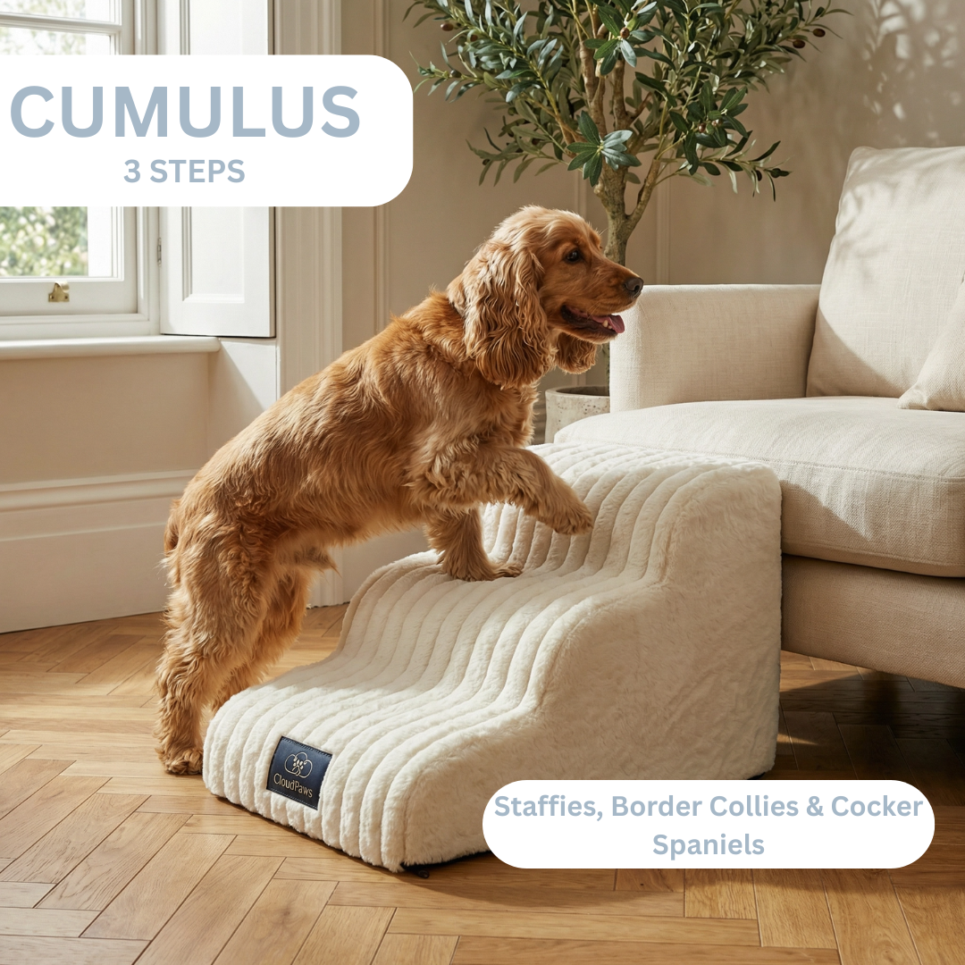 Dog using a set of white pet stairs in a living room.