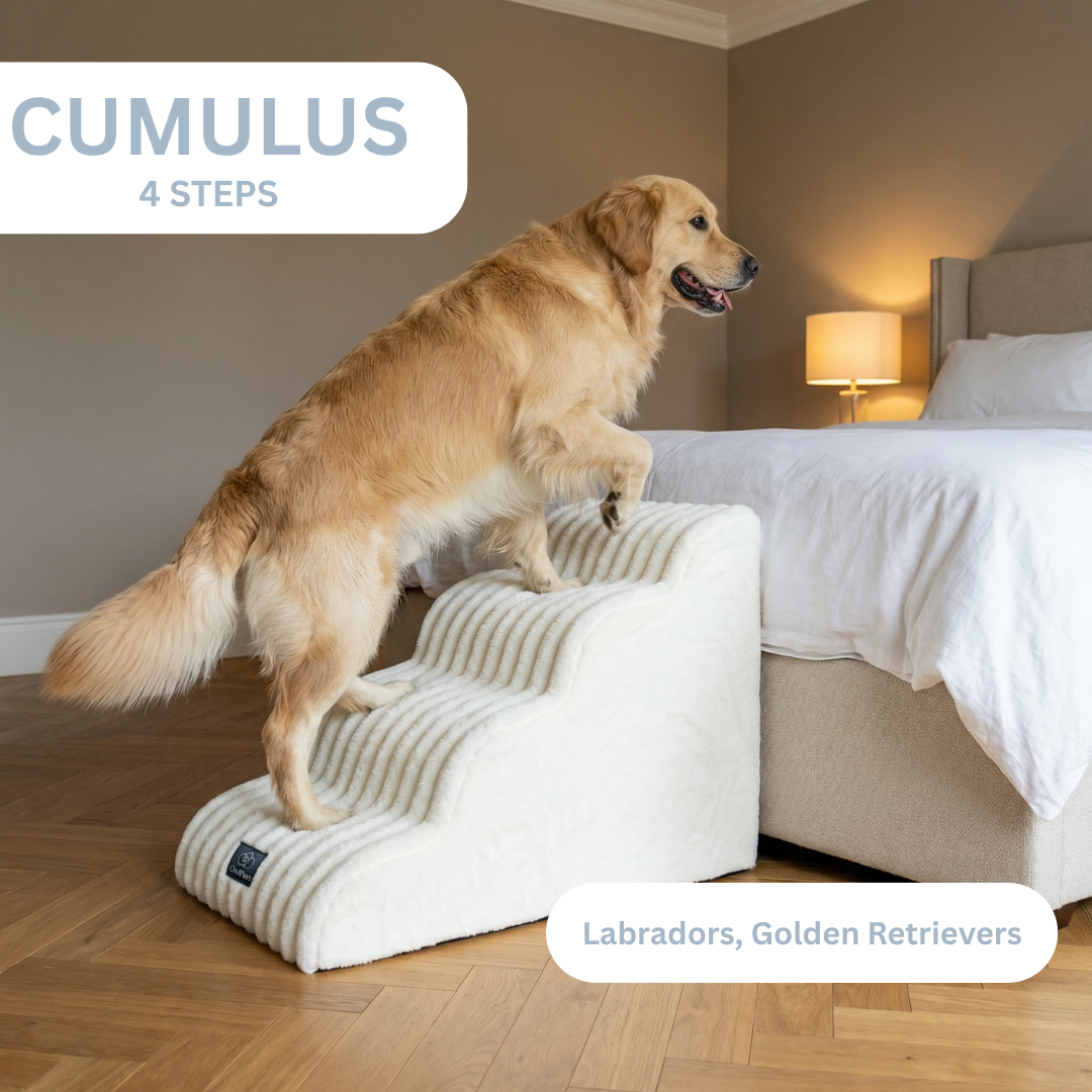 Dog using a Cumulus 4 Steps pet ramp in a bedroom setting.