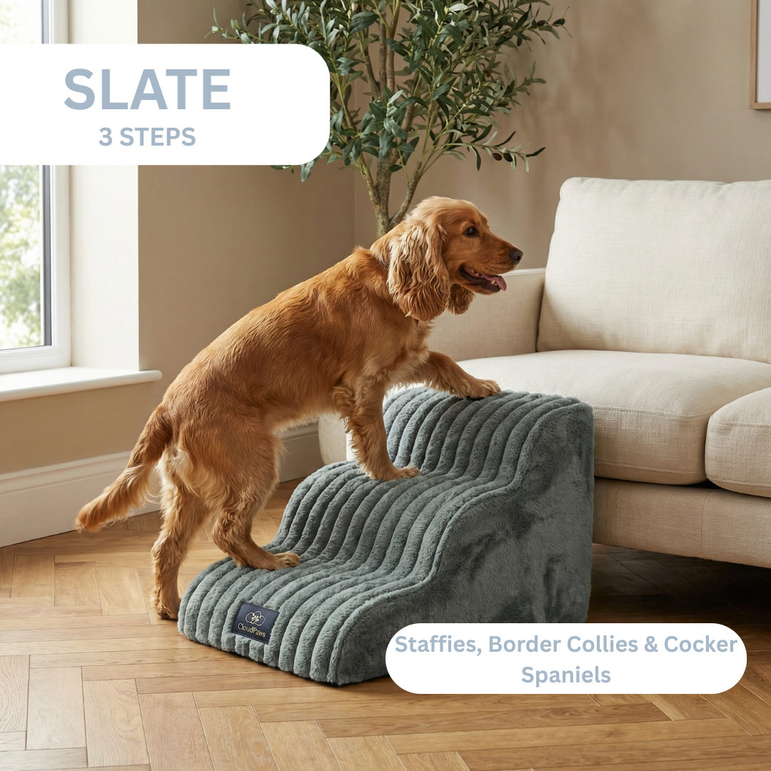 Dog using a pet ramp in a living room setting