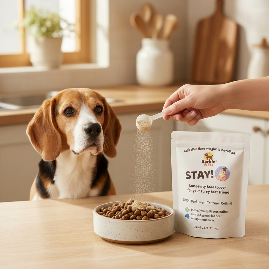 Beagle with Barkin Well supplement