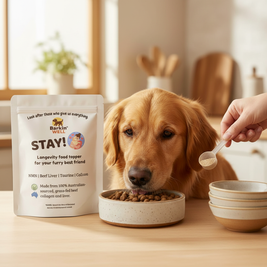 Golden Retriever with Barkin Well supplement