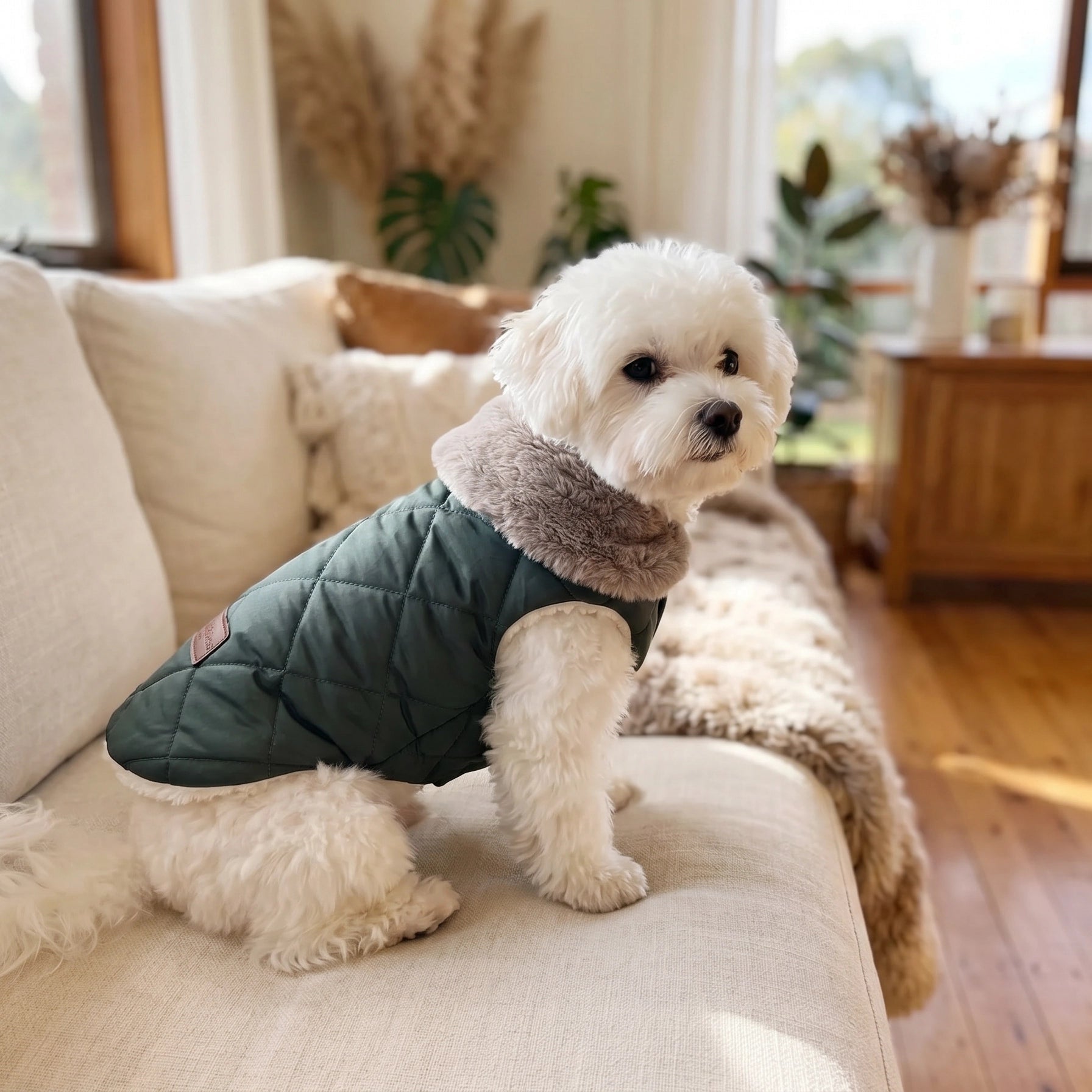 Small white dog wearing a green puffer coat sitting on a beige couch in a cozy living room.