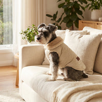 Dog in a sweater standing on a beige sofa in a bright living room.