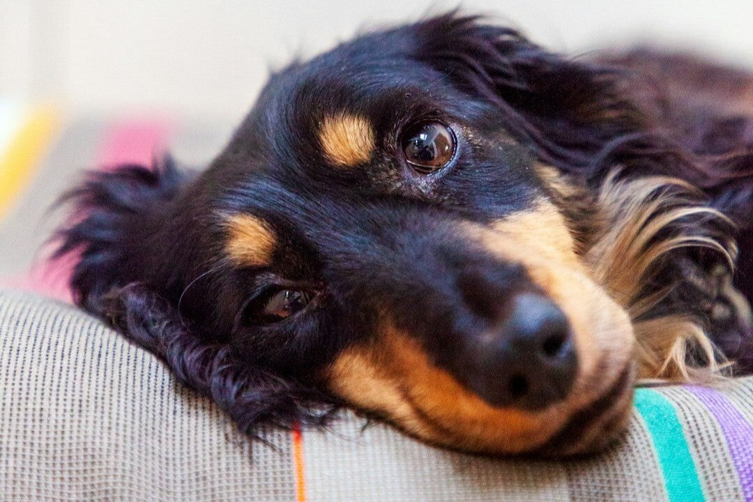 Dog with black and brown fur resting on a colorful surface