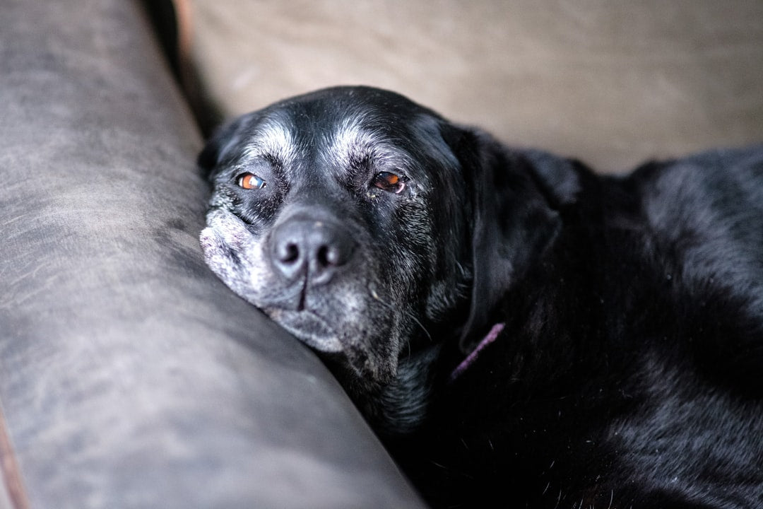 Black dog lying on a couch with a neutral background
