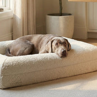 Dog resting on a cushion in a cozy living room with a table and plant.